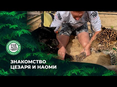 Видео: Знакомство Цезаря и Наоми