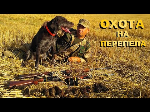 Видео: ОХОТА НА ПЕРЕПЕЛА.  СТОЙКА ДРАТХААРА.