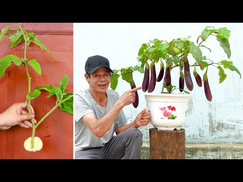 Видео: Самый новый и уникальный способ выращивания баклажанов, который вы когда-либо видели
