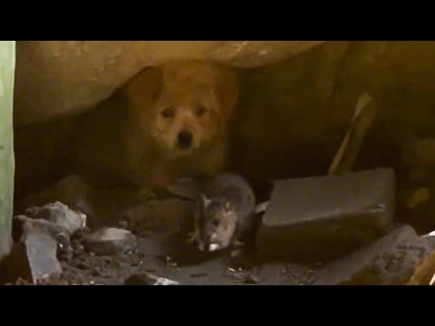 Видео: Одинокий бродячий щенок прячется в норе, семьи нет, только мыши.