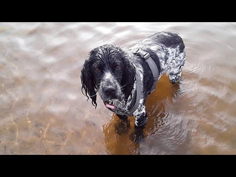 Видео: DogVlog // Гуляем 🐾