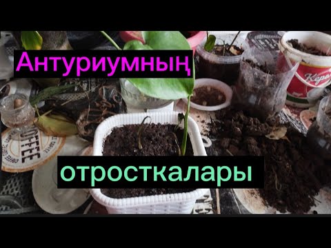 Видео: Антуриумның отросткаларын отырғызу.#өсімдік #гулдер #антуриум #өсіру Гүлдер әлемі 🌺