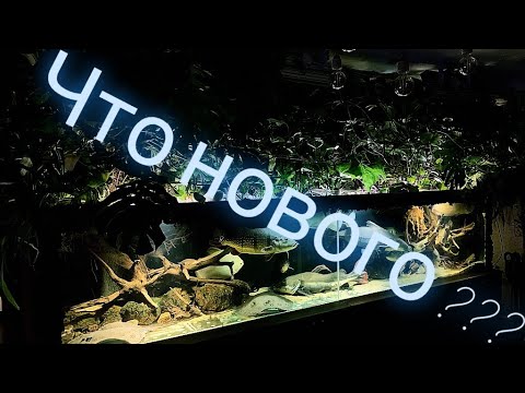Видео: Что нового в моих аквариумах? Арована альбинос, Черная арована,Цихлы теменсис