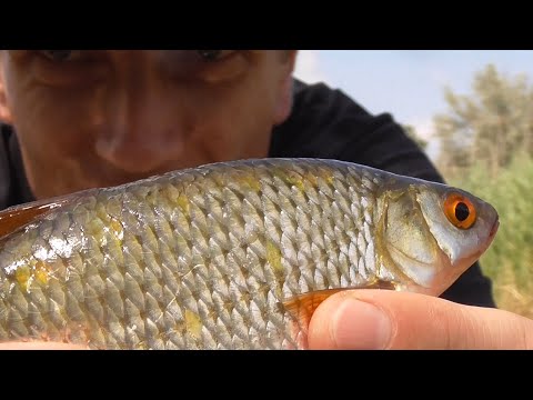 Видео: РЫБАЛКА НА ПОПЛАВОК Топ НАСАДКА ДЛЯ ЛОВЛИ ПЛОТВЫ на поплавочную удочку ЭКСПЕРИМЕНТ с насадками