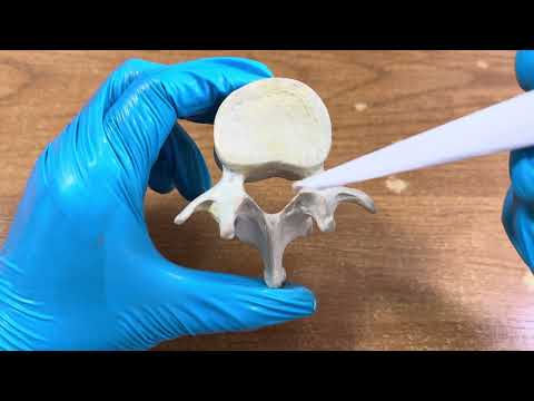 Видео: Бел омыртқаларының ерекшелігі