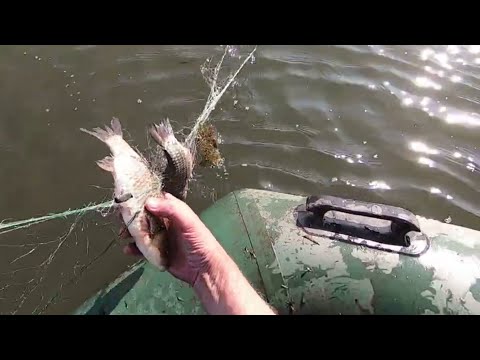 Видео: как наловить карасей?  - да, очень просто