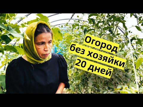 Видео: Конец июля в парке-огороде