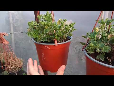 Видео: Заставляю Пеларгонию НЕ ОСЫПАТЬ ЛИСТЬЯ.