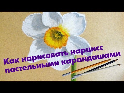 Видео: Мастер-класс по рисованию нарцисса пастельными карандашами