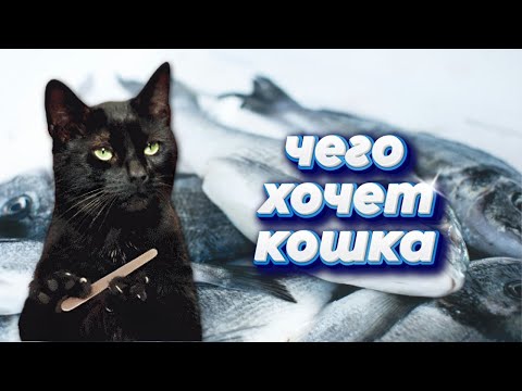 Видео: Посмотрите это видео, прежде чем заводить кошку 😺