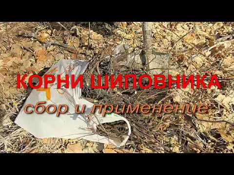 Видео: Корни шиповника. Как собирать и применять. Shipovnik