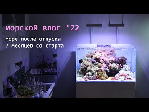 Видео: 112л домашнего МОРЯ: 7 месяцев со старта. Аквариум после отпуска. Давно не виделись! :)