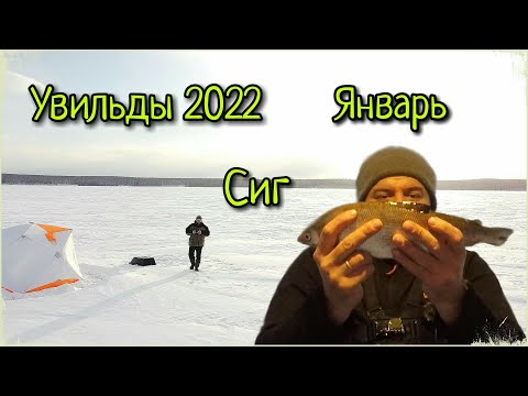 Видео: УВИЛЬДЫ 2022. НАЧАЛО ЯНВАРЯ. СИГ ПОШЁЛ!