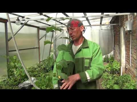 Видео: Зимняя прививка плодовых саженцев