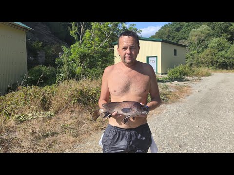 Видео: Подводная охота в Черном море. Туапсинский район. Конец июля 2024
