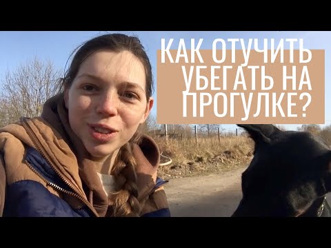 Видео: Как отучить убегать на прогулке без команд?