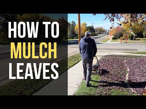 Видео: Как мульчировать листья — уборка листьев стала проще