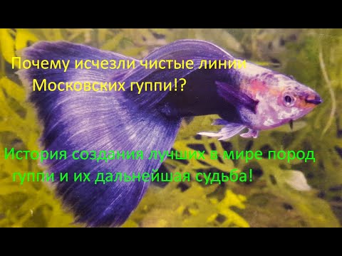 Видео: Особенности содержания гуппи! Часть 2