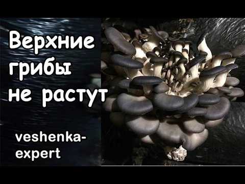 Видео: Почему растет только часть грозди у вешенки. У вешенки маленькая гроздь или не растет верхняя часть