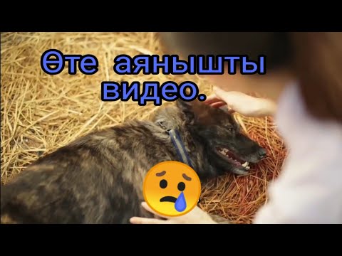 Видео: Өте аянышты видео қараныз!