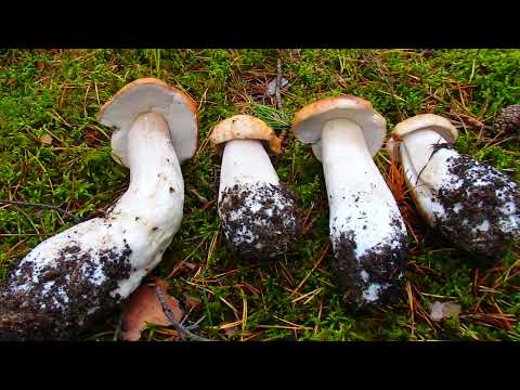 Видео: Южный Урал ! В зимнем лесу  , вспоминаем лето ! Как я собираю белые грибы , белка , ядовитые ягоды !