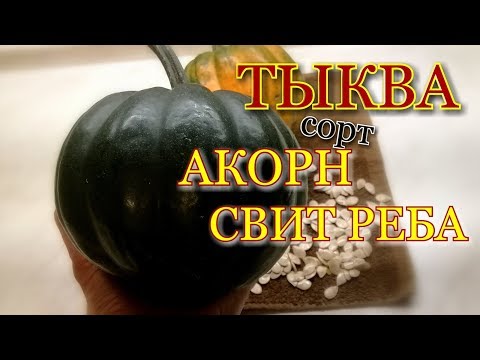 Видео: Обзор-Отзыв/  Сорт тыквы "АКОРН" " СВИТ РЕБА"/ Московская обл./ #pumpkin #review