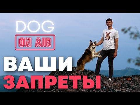 Видео: Разбираю ваши запреты 🎙️ Смотрю в прямом эфире как люди применяют запрещающую команду 🐕 Нельзя 🐩