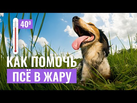 Видео: ТЕПЛОВОЙ УДАР: Как защитить собаку ОТ ПЕРЕГРЕВА В ЖАРУ? Первая помощь при перегреве.