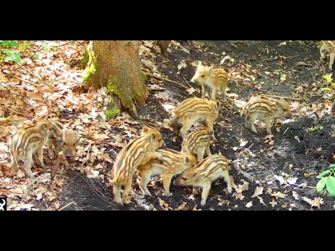 Видео: Дикие поросята в лесу.