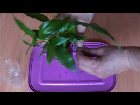 Видео: Простой фитофильтр для аквариума