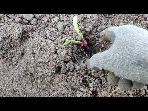 Видео: Сажаю свеклу только так и всегда отличный урожай. Свекла рассадой. 30.05.2022