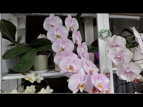 Видео: ЦВЕТЕНИЕ ОРХИДЕЙ в МАЕ . Возможно ПОСЛЕДНЕЕ на ЭТОЙ лоджии