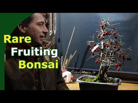 Видео: Открытие нового редкого вида: бонсай из плодоносящей хурмы