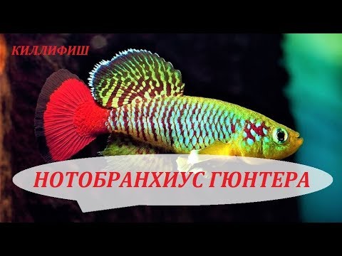 Видео: Киллифиш Нотобранхиус Гюнтера. Содержание в аквариуме, разведение, совместимость и чем кормить