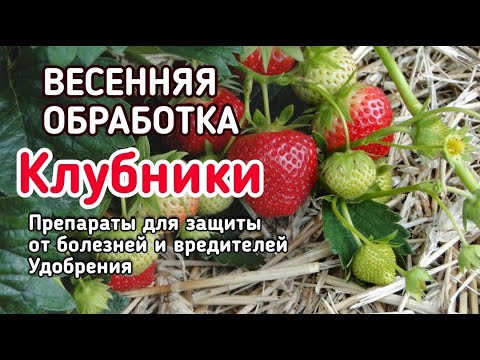 Видео: Сделай ТАК и #клубника завалит урожаем! Весенний уход за клубникой по шагам.