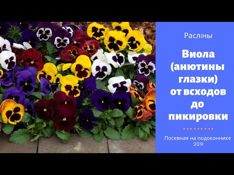 Видео: Виола (анютины глазки) от всходов до пикировки