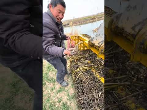 Видео: JCB поймал рыбу 🐠🐟 из реки [144]
