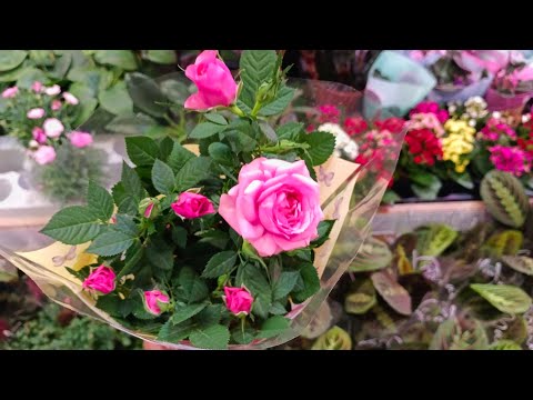 Видео: ☀️🌿👒ЛЕРУА МЕРЛЕН🌷☂️КОМНАТНЫЕ ЦВЕТОЧКИ🌿ЧТО ПРИВЕЗЛИ☕