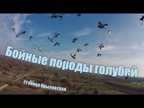 Видео: Бойные породы голубей - станица Крыловская.