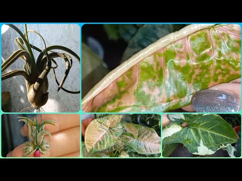 Видео: Тилландсии🌸Сингониумы🌱Вопрос про удобрения🌱Голова Медузы🌸Ионанта🌱Серебристая🌸Пинк Флекед🌱Три короля