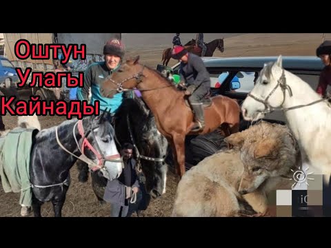 Видео: Ошто чон улак болуп Жалал-Абаттын аттары келди