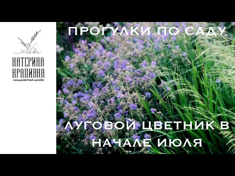 Видео: Прогулки по саду. Луговой цветник в начале июля