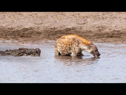 Видео: Ловушки Хищников! Редкие Битвы Животных, которые Удалось Снять на Камеру