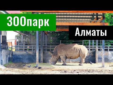 Видео: Алматинский зоопарк 2025. Цены. Животные.