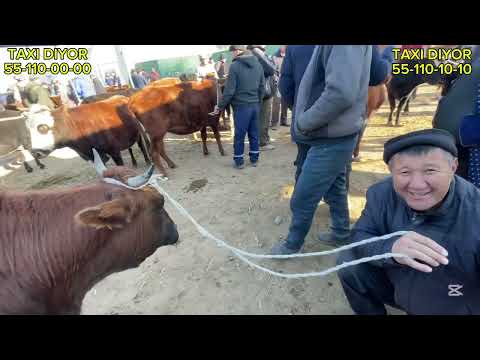 Видео: 9-НОЯБР/2025/ШЫМБАЙ МАЛ БАЗАРЫ/МАЛ БАЗАР 2025/ДЕМ БЕРМЕС МАЛ БАЗАР