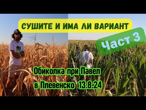 Видео: No Till  при Павел - Поливна царевица редовна и втора култура