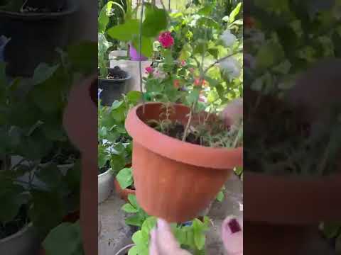 Видео: Жасмин гулу.