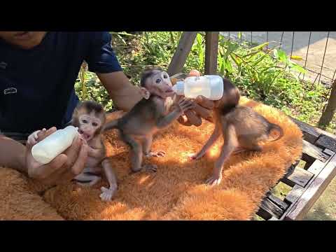 Видео: ЗДОРОВЫ ЛИ НУНО, КОРОЛЕВА И ЛИЛА? ТРОЕ МАЛЕНЬКИХ ОБЕЗЬЯНОК