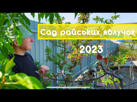 Видео: Сад колекціонера райських яблучок, 2023. Розплідник дерев. Дизайн саду.