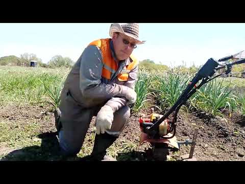 Видео: МОТОТЯПКА ПРОПОЛКА и РЫХЛЕНИЕ междурядий чеснока и лука